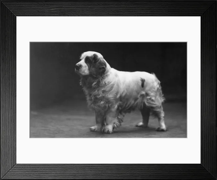 Framed Print : Fall / Clumber Spaniels / 29 Framed Print : Fall / Clumber Spaniels / 29