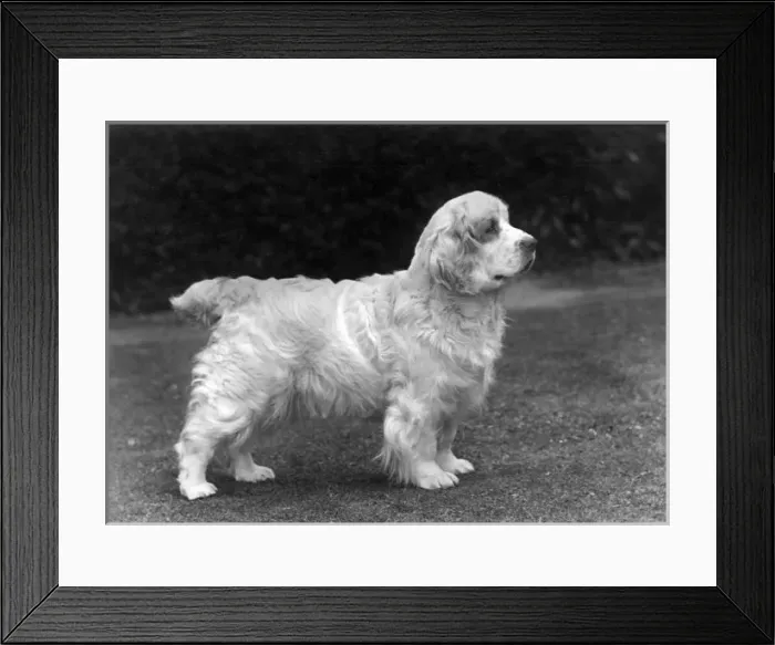 Framed Print : Fall / Clumber Spaniels / 53 Framed Print : Fall / Clumber Spaniels / 53