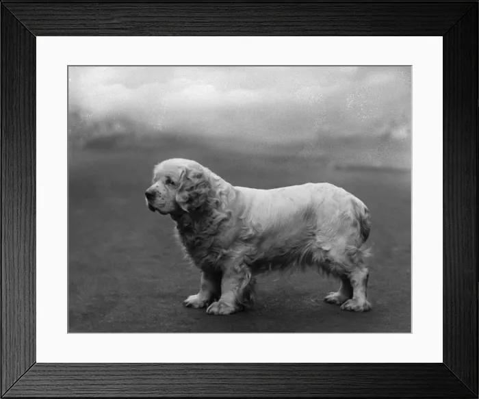 Framed Print : Fall / Clumber Spaniels / 36 Framed Print : Fall / Clumber Spaniels / 36
