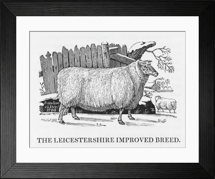 Framed Print : Leicester Improved breed of sheet Framed Print : Leicester Improved breed of sheet