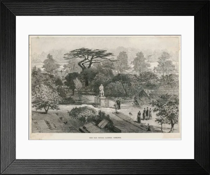 Framed Print : Old Physick Garden, Chelsea, London Framed Print : Old Physick Garden, Chelsea, London