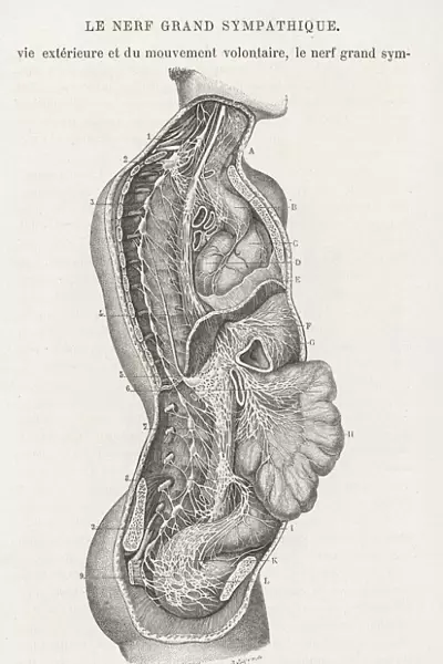 Internal anatomy