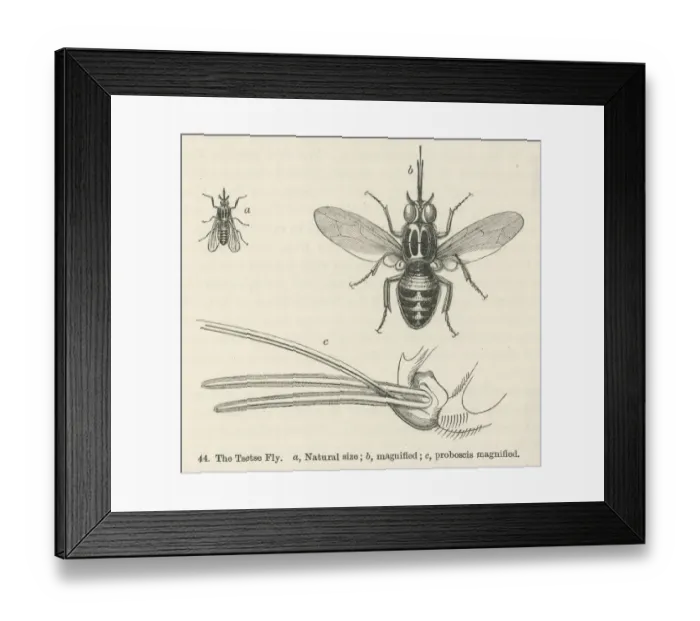Framed Print : Tsetse Fly Framed Print : Tsetse Fly