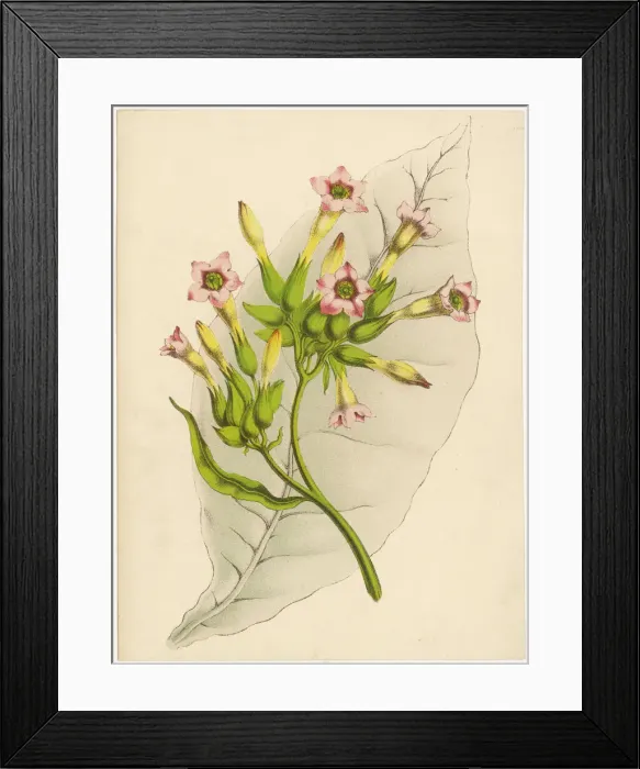 Framed Print : Tobacco Plant Framed Print : Tobacco Plant