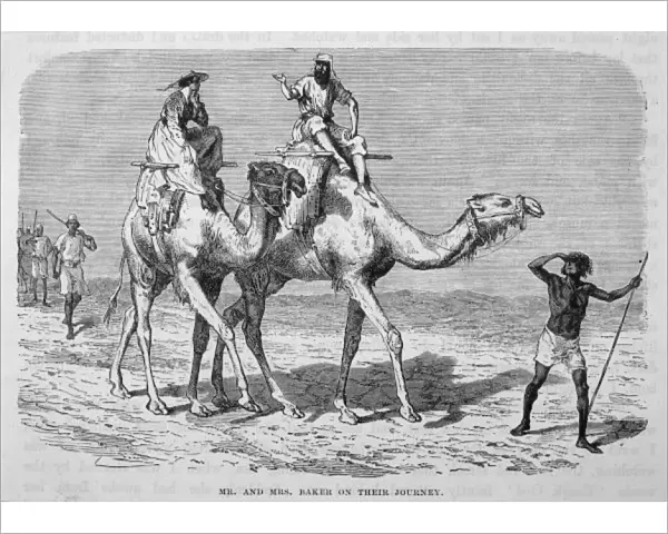 Baker  /  Camels in Africa
