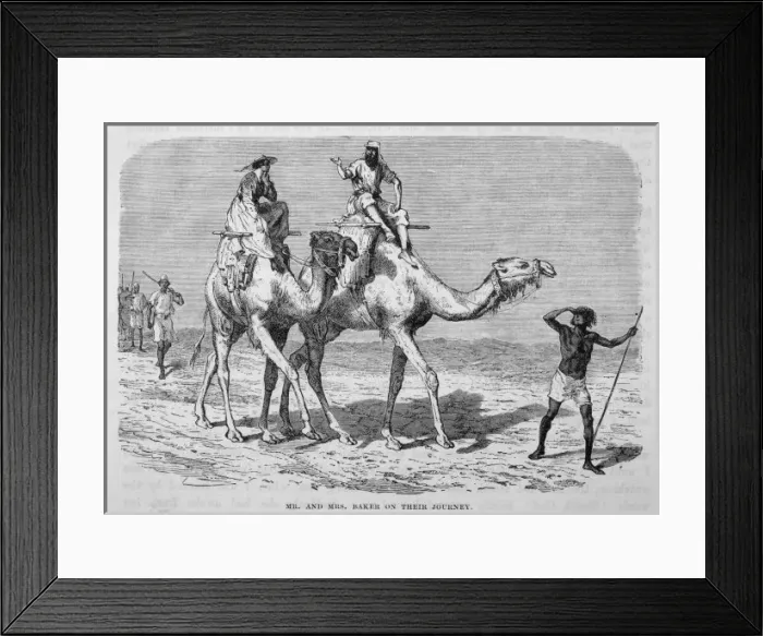 Framed Print : Baker / Camels in Africa Framed Print : Baker / Camels in Africa