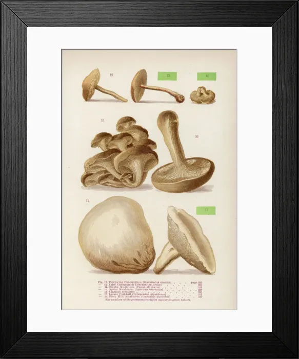 Framed Print : Mushrooms Walsh 12-18 Framed Print : Mushrooms Walsh 12-18