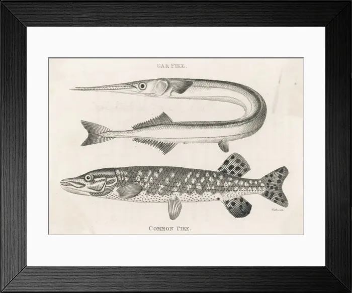 Framed Print : Marine Life / Fish / Pike Framed Print : Marine Life / Fish / Pike