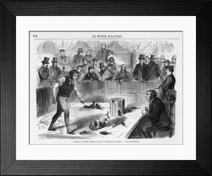 Framed Print : RATTING. at a dog show held in the Champs Elysees, Paris (France) Framed Print : RATTING. at a dog show held in the Champs Elysees, Paris (France)