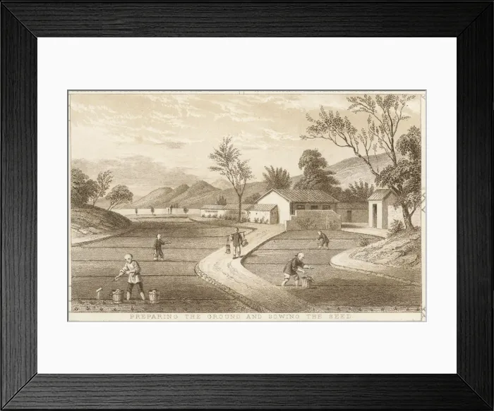 Framed Print : Tea Cultivation Framed Print : Tea Cultivation