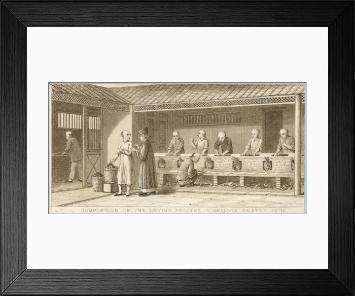 Framed Print : Tea Cultivation Framed Print : Tea Cultivation