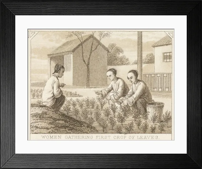 Framed Print : Tea Cultivation Framed Print : Tea Cultivation