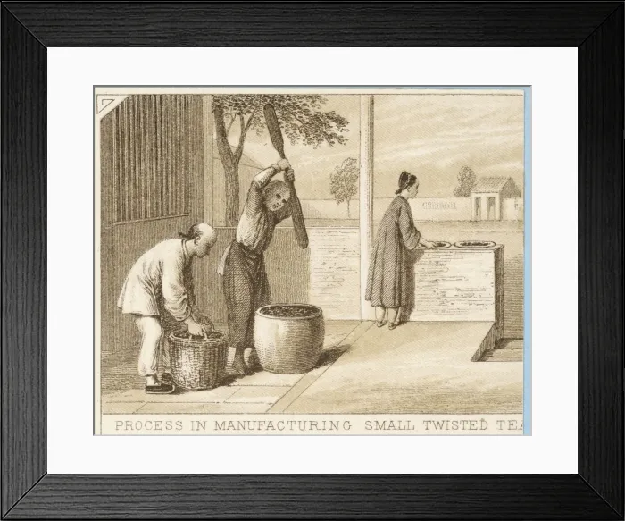 Framed Print : Tea Cultivation