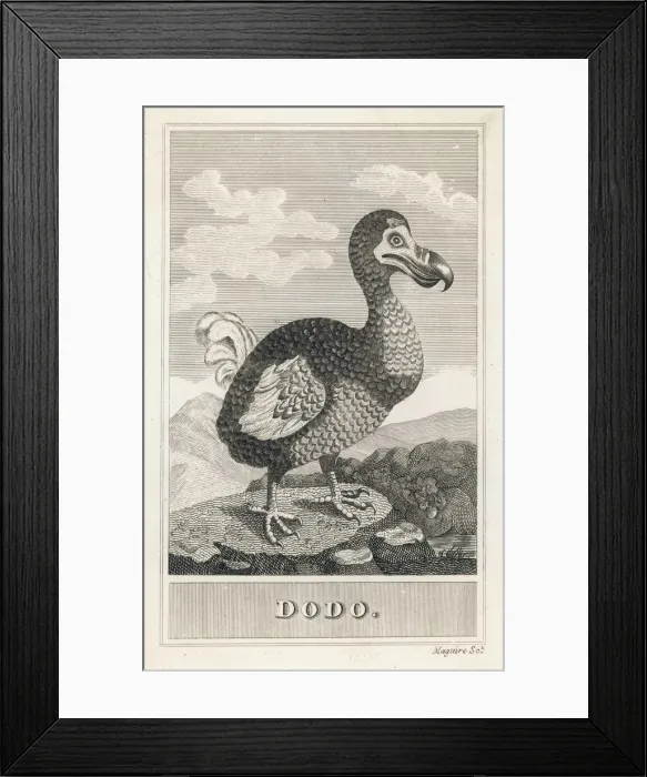 Framed Print : Animals / Extinct / Dodo Framed Print : Animals / Extinct / Dodo