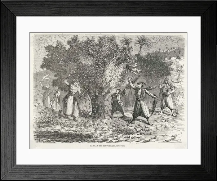 Framed Print : Locust Swarm in Syria Framed Print : Locust Swarm in Syria