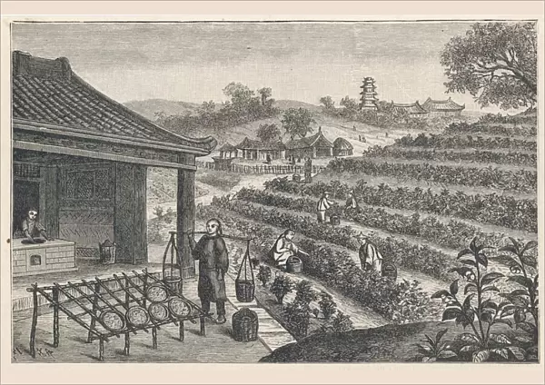 Tea Cultivation in China