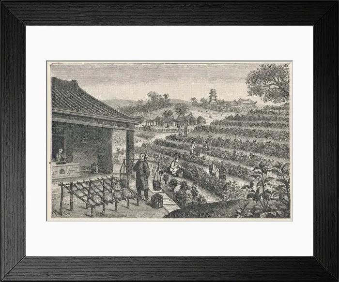 Framed Print : Tea Cultivation in China Framed Print : Tea Cultivation in China