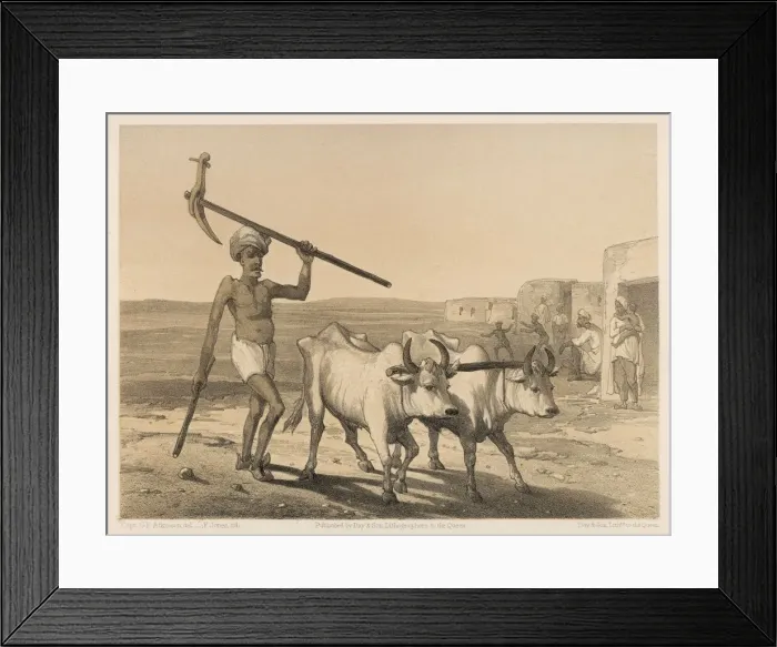 Framed Print : Indian Farmer & Oxen Framed Print : Indian Farmer & Oxen