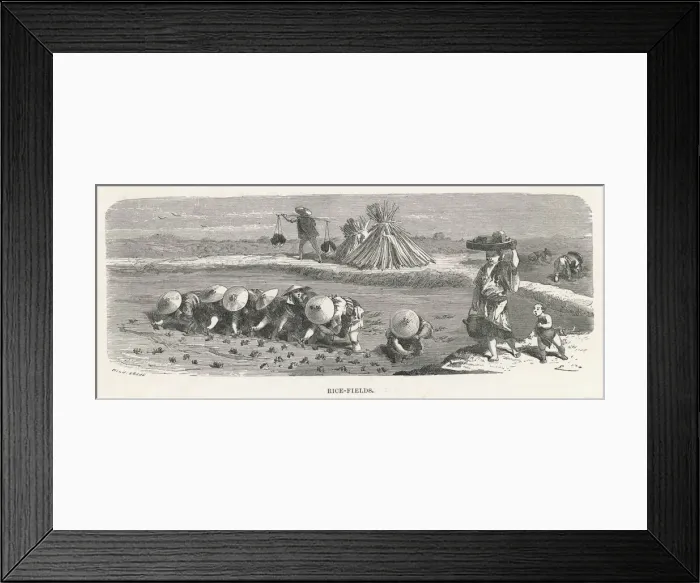 Framed Print : Food and Drink / Rice Framed Print : Food and Drink / Rice