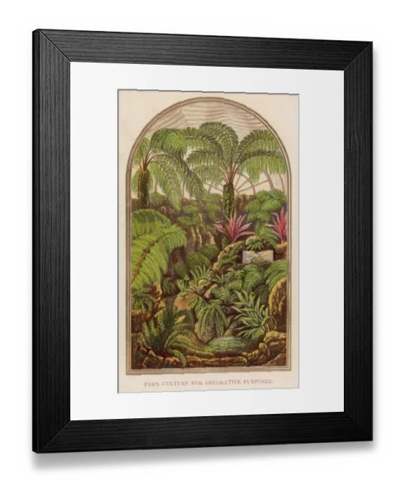 Framed Print : Fern Culture 1873 Framed Print : Fern Culture 1873