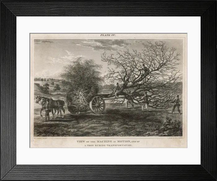 Framed Print : Transplanting a Tree Framed Print : Transplanting a Tree