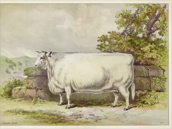 White shorthorn heifer exhibited at Smithfield