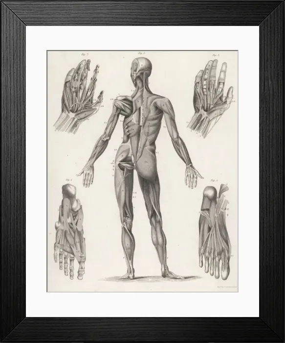 Framed Print : Anatomy / Whole Body Framed Print : Anatomy / Whole Body