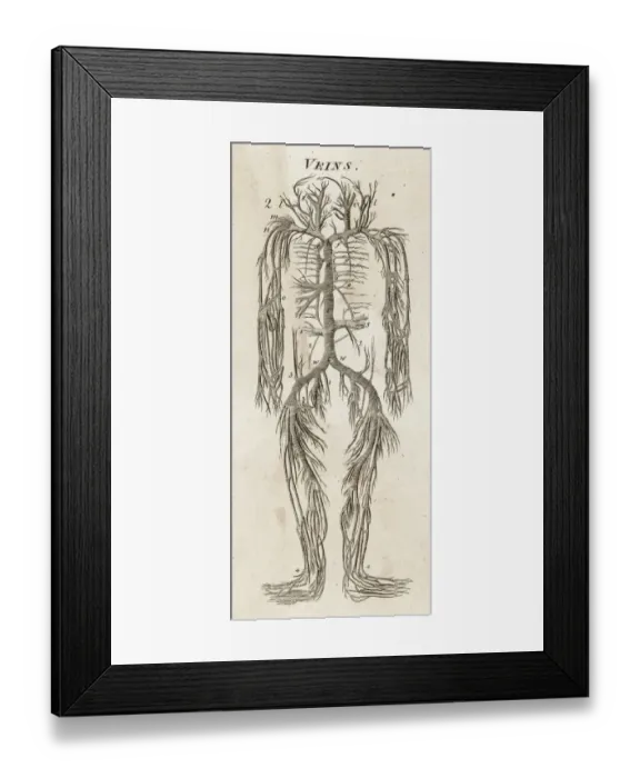 Framed Print : Human body, system of veins Framed Print : Human body, system of veins