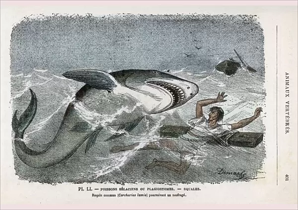 Shark pursuing a shipwrecked sailor