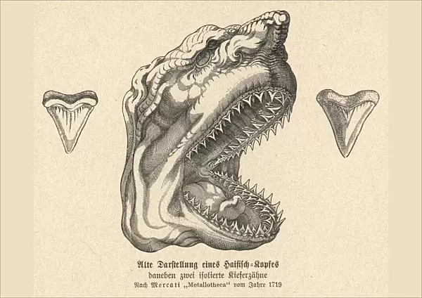 Jaw of a shark, showing its teeth