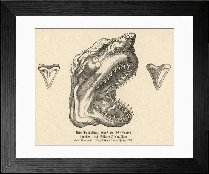 Framed Print : Jaw of a shark, showing its teeth Framed Print : Jaw of a shark, showing its teeth