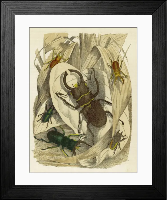 Framed Print : Lucanus Dux beetle Framed Print : Lucanus Dux beetle
