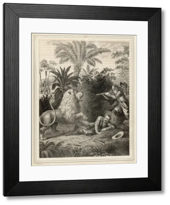 Framed Print : Lion defends itself against human attackers Framed Print : Lion defends itself against human attackers