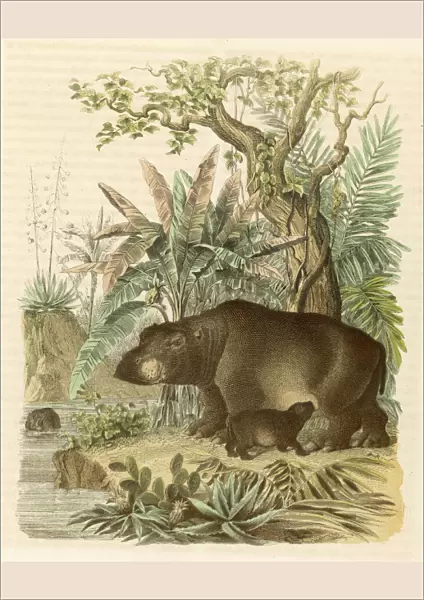 A hippopotamus with its young