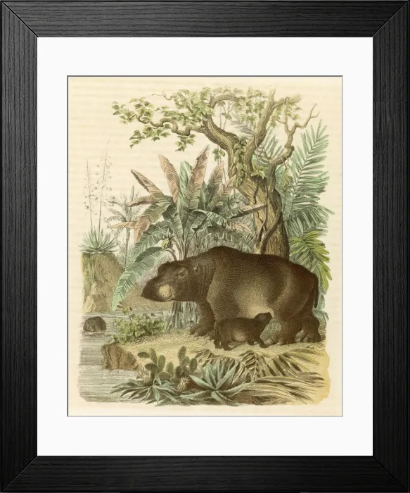 Framed Print : A hippopotamus with its young Framed Print : A hippopotamus with its young