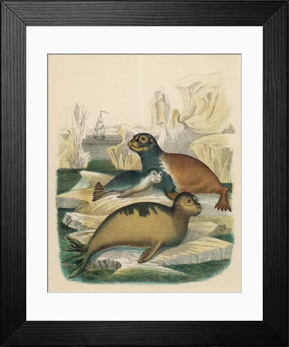 Framed Print : Arctocephalus Lobatus -- Seals Framed Print : Arctocephalus Lobatus -- Seals