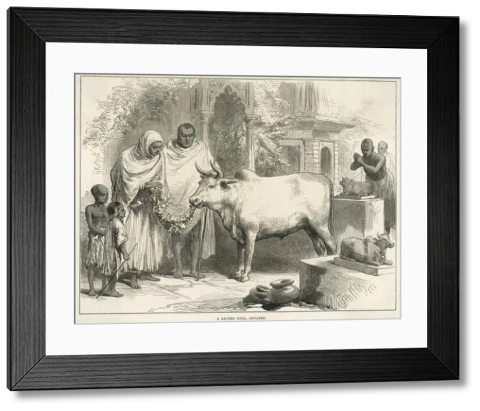 Framed Print : Sacred bull in Benares, India Framed Print : Sacred bull in Benares, India
