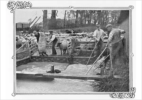 Sheep dipping on a British farm