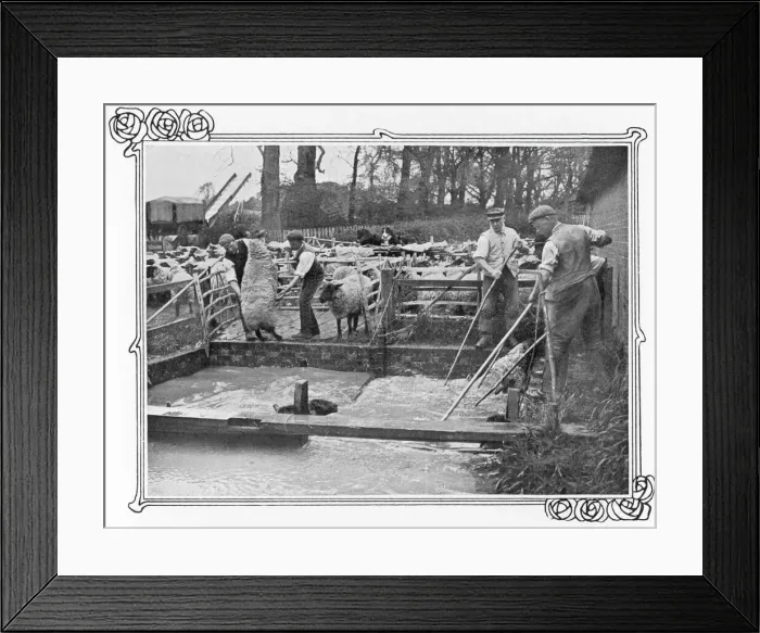 Framed Print : Sheep dipping on a British farm Framed Print : Sheep dipping on a British farm