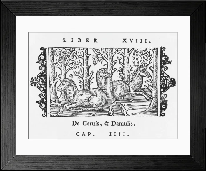 Framed Print : Wolves attacking elks in Scandinavia Framed Print : Wolves attacking elks in Scandinavia