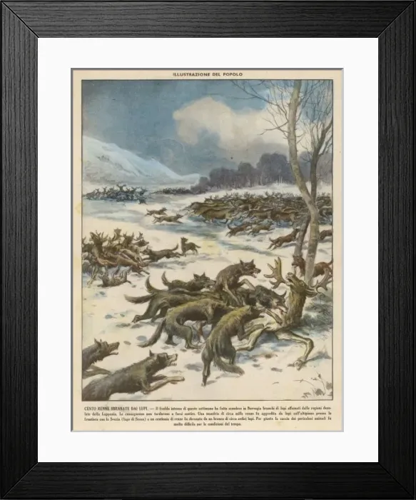Framed Print : Wolves attacking reindeer herds in Norway Framed Print : Wolves attacking reindeer herds in Norway
