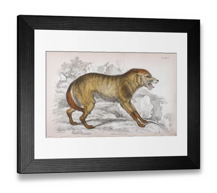 Framed Print : Mexican wolf (Canis lupus baileyi) Framed Print : Mexican wolf (Canis lupus baileyi)