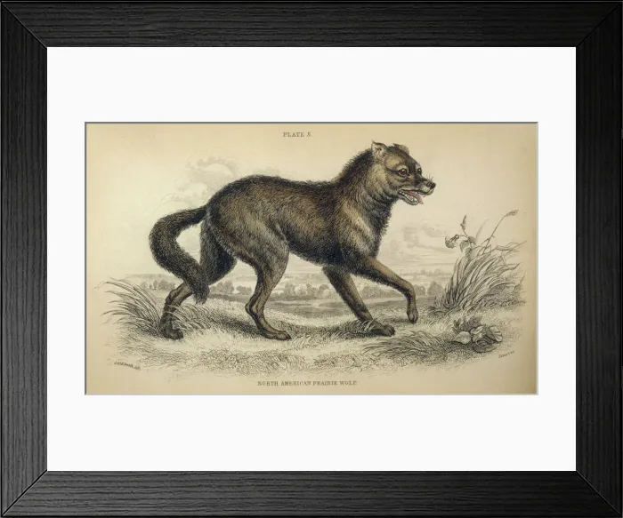 Framed Print : Coyote, American jackal or prairie wolf (Canis latrans) Framed Print : Coyote, American jackal or prairie wolf (Canis latrans)