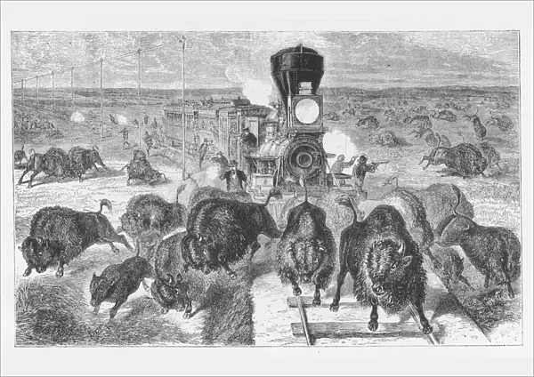 Shooting buffalo from a train in Kansas