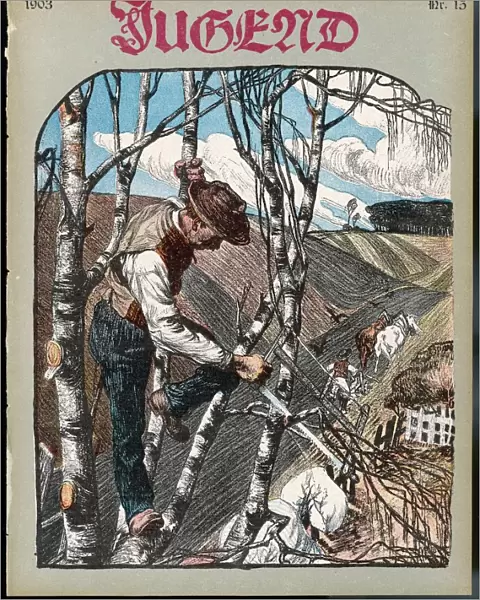 German farmer pruning his birch trees