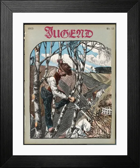 Framed Print : German farmer pruning his birch trees Framed Print : German farmer pruning his birch trees