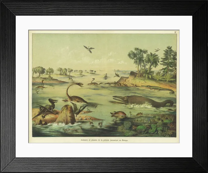 Framed Print : Animals and plants of the Jurassic era Framed Print : Animals and plants of the Jurassic era