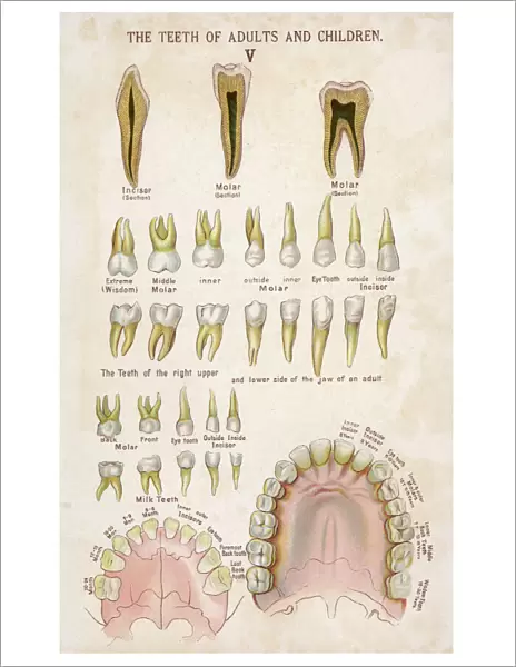 Teeth of adults and children