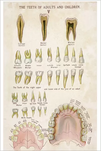Teeth of adults and children