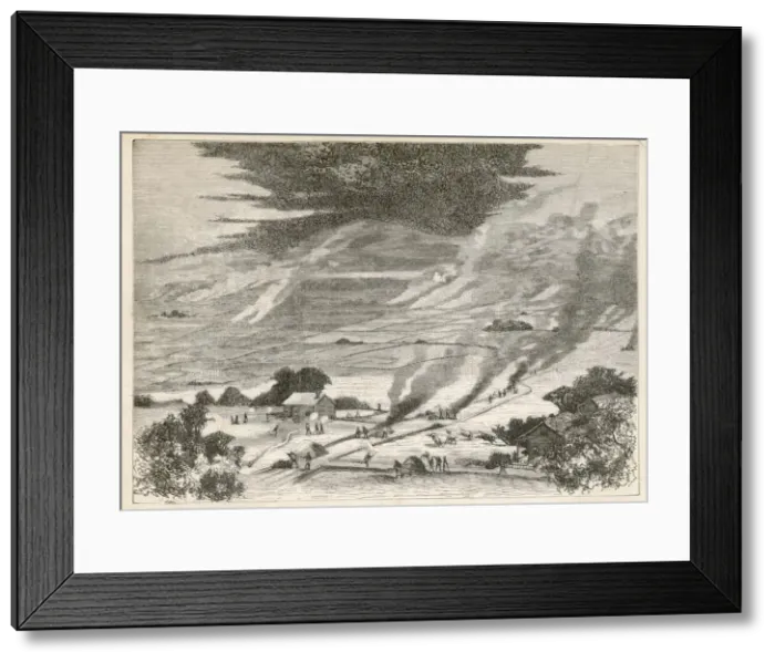 Framed Print : Insects / Locusts Framed Print : Insects / Locusts